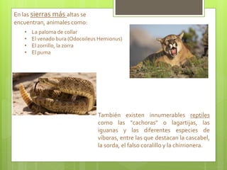En las sierras más altas se
encuentran, animales como:
• La paloma de collar
• El venado bura (Odocoileus Hemionus)
• El zorrillo, la zorra
• El puma
También existen innumerables reptiles
como las "cachoras" o lagartijas, las
iguanas y las diferentes especies de
víboras, entre las que destacan la cascabel,
la sorda, el falso coralillo y la chirrionera.
 