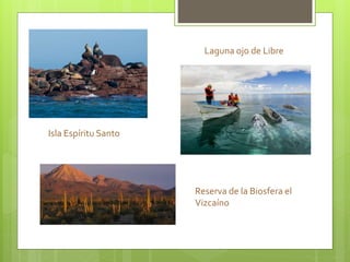Isla Espíritu Santo
Laguna ojo de Libre
Reserva de la Biosfera el
Vizcaíno
 