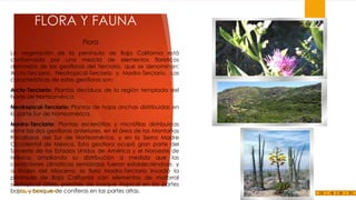 FLORA Y FAUNA
Flora
La vegetación de la península de Baja California está
conformada por una mezcla de elementos florísticos
derivados de las geofloras del Terciario, que se denominan:
Arcto-Terciario, Neotropical-Terciario y Madro-Terciario. Las
características de estas geofloras son:
Arcto-Terciario: Plantas decíduas de la región templada del
Norte de Norteamérica.
Neotropical-Terciario: Plantas de hojas anchas distribuidas en
la parte Sur de Norteamérica.
Madro-Terciario: Plantas esclerófilas y micrófilas distribuidas
entre las dos geofloras anteriores, en el área de las Montañas
Rocallosas del Sur de Norteamérica, y en la Sierra Madre
Occidental de México. Esta geoflora ocupó gran parte del
Suroeste de los Estados Unidos de América y el Noroeste de
México, ampliando su distribución a medida que las
condiciones climáticas semiáridas fueron estableciéndose, y
a finales del Mioceno, la flora Madro-Terciaria invadió la
península de Baja California con elementos de matorral
subtropical árido, parches de bosque tropical en las partes
Felipe bosque de
bajas, yJuárez Alvarez coníferas en las partes altas.

22

 