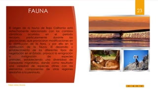 FAUNA
El origen de la fauna de Baja California está
estrechamente relacionado con los cambios
climáticos
ocurridos
en
el
período
terciario,
particularmente
durante
las
glaciaciones, que provocaron modificaciones en
la distribución de la flora, y por ello en la
distribución de la fauna. El desarrollo y
establecimiento de los diferentes tipos de
vegetación en el Estado, provocó la emigración
e
inmigración
de
especies
animales, estableciendo una diversidad de
corredores migratorios, dando como resultado
una variedad de especies afines con los
elementos componentes de otras regiones
aledañas a la península.

Felipe Juárez Alvarez

23

 