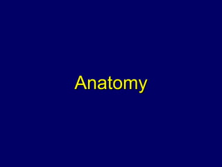 Anatomy 