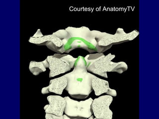 Courtesy of AnatomyTV 