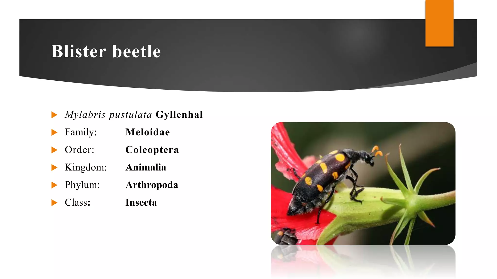Bajara blister beetle | PPTX