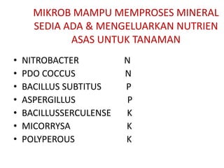 MIKROB MAMPU MEMPROSES MINERAL
SEDIA ADA & MENGELUARKAN NUTRIEN
ASAS UNTUK TANAMAN
• NITROBACTER N
• PDO COCCUS N
• BACILLUS SUBTITUS P
• ASPERGILLUS P
• BACILLUSSERCULENSE K
• MICORRYSA K
• POLYPEROUS K
 