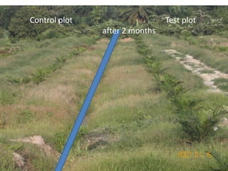 Control plot Test plot
after 2 months
 