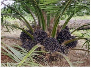 Baja tani