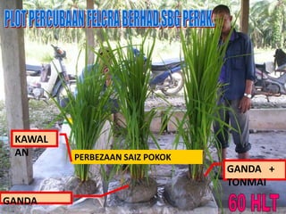 PERBEZAAN SAIZ POKOK
KAWAL
AN
GANDA
GANDA +
TONMAI
 