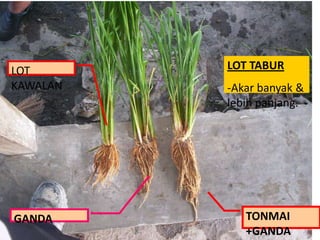LOT
KAWALAN
GANDA TONMAI
+GANDA
LOT TABUR
-Akar banyak &
lebih panjang.
 