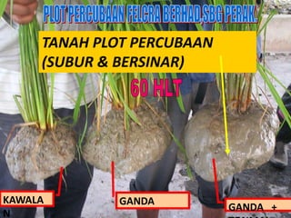 GANDA +
GANDAKAWALA
N
TANAH PLOT PERCUBAAN
(SUBUR & BERSINAR)
 