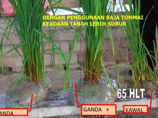 GANDA + KAWAL
ANDA
DENGAN PENGGUNAAN BAJA TONMAI
KEADAAN TANAH LEBIH SUBUR
 