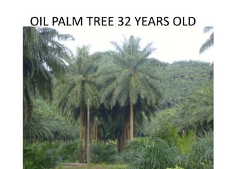 OIL PALM TREE 32 YEARS OLD
 