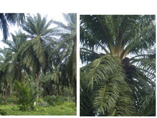 Baja tani