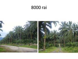 8000 rai
 