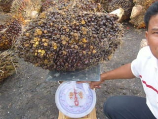 Baja tani