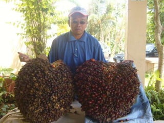 Baja tani
