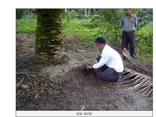 Good soil
 