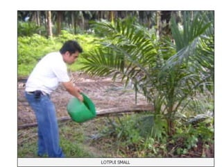 Lot pui small palm
 