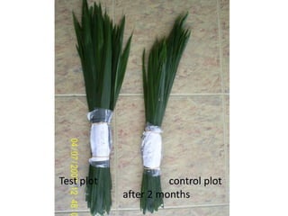 Test plot control plot
after 2 months
 