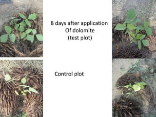 8 days after application
Of dolomite
(test plot)
Control plot
 