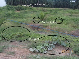 Control plot
Test plot
after 2 months
 