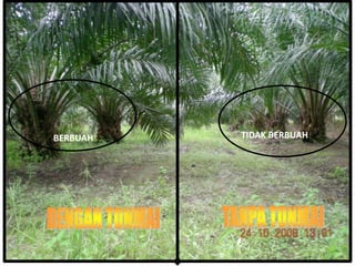 BERBUAH TIDAK BERBUAH
 