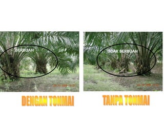 BERBUAH TIDAK BERBUAH
 