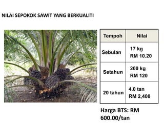NILAI SEPOKOK SAWIT YANG BERKUALITI
Tempoh Nilai
Sebulan
17 kg
RM 10.20
Setahun
200 kg
RM 120
20 tahun
4.0 tan
RM 2,400
Harga BTS: RM
600.00/tan
 