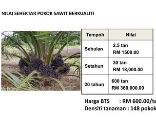 NILAI SEHEKTAR POKOK SAWIT BERKUALITI
Tempoh Nilai
Sebulan
2.5 tan
RM 1500.00
Setahun
30 tan
RM 18,000.00
20 tahun
600 tan
RM 360,000.00
Harga BTS : RM 600.00/ta
Densiti tanaman : 148 pokok
 