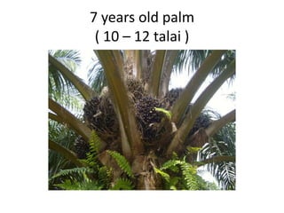 7 years old palm
( 10 – 12 talai )
 