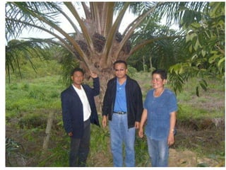 Baja tani