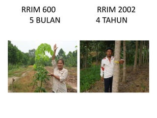 RRIM 600 RRIM 2002
5 BULAN 4 TAHUN
 