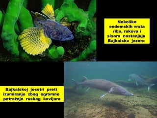 Nekoliko
endemskih vrsta
riba, rakova i
sisara nastanjuju
Bajkalsko jezero
Bajkalskoj jesetri preti
izumiranje zbog ogromne
potražnje ruskog kavijara
 