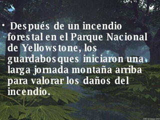 Después de un incendio forestal en el Parque Nacional de Yellowstone, los guardabosques iniciaron una larga jornada montaña arriba para valorar los daños del incendio.  