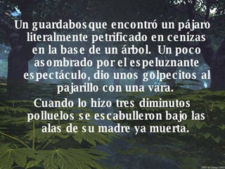Un guardabosque encontró un pájaro literalmente petrificado en cenizas en la base de un árbol.  Un poco asombrado por el espeluznante espectáculo, dio unos golpecitos al pajarillo con una vara.  Cuando lo hizo tres diminutos polluelos se escabulleron bajo las alas de su madre ya muerta.  