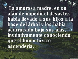 La amorosa madre, en su afán de impedir el desastre, había llevado a sus hijos a la base del árbol y los había acurrucado bajo sus alas, instintivamente conociendo que el humo tóxico ascendería.   