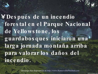 Después de un incendio forestal en el Parque Nacional de Yellowstone, los guardabosques iniciaron una larga jornada montaña arriba para valorar los daños del incendio.  Descarga mas diapositivas en  http://www.RenuevoDePlenitud.com 