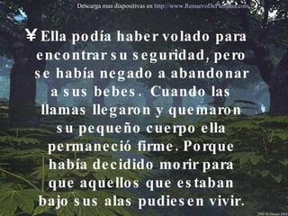 Ella podía haber volado para encontrar su seguridad, pero se había negado a abandonar a sus bebes.  Cuando las llamas llegaron y quemaron su pequeño cuerpo ella permaneció firme. Porque había decidido morir para que aquellos que estaban bajo sus alas pudiesen vivir. Descarga mas diapositivas en  http://www.RenuevoDePlenitud.com 