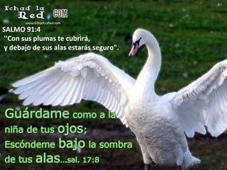 SALMO 91:4 ''Con sus plumas te cubrirá, y debajo de sus alas estarás seguro&quot;. 