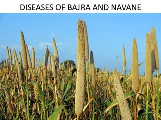 DISEASES OF BAJRA AND NAVANE
 