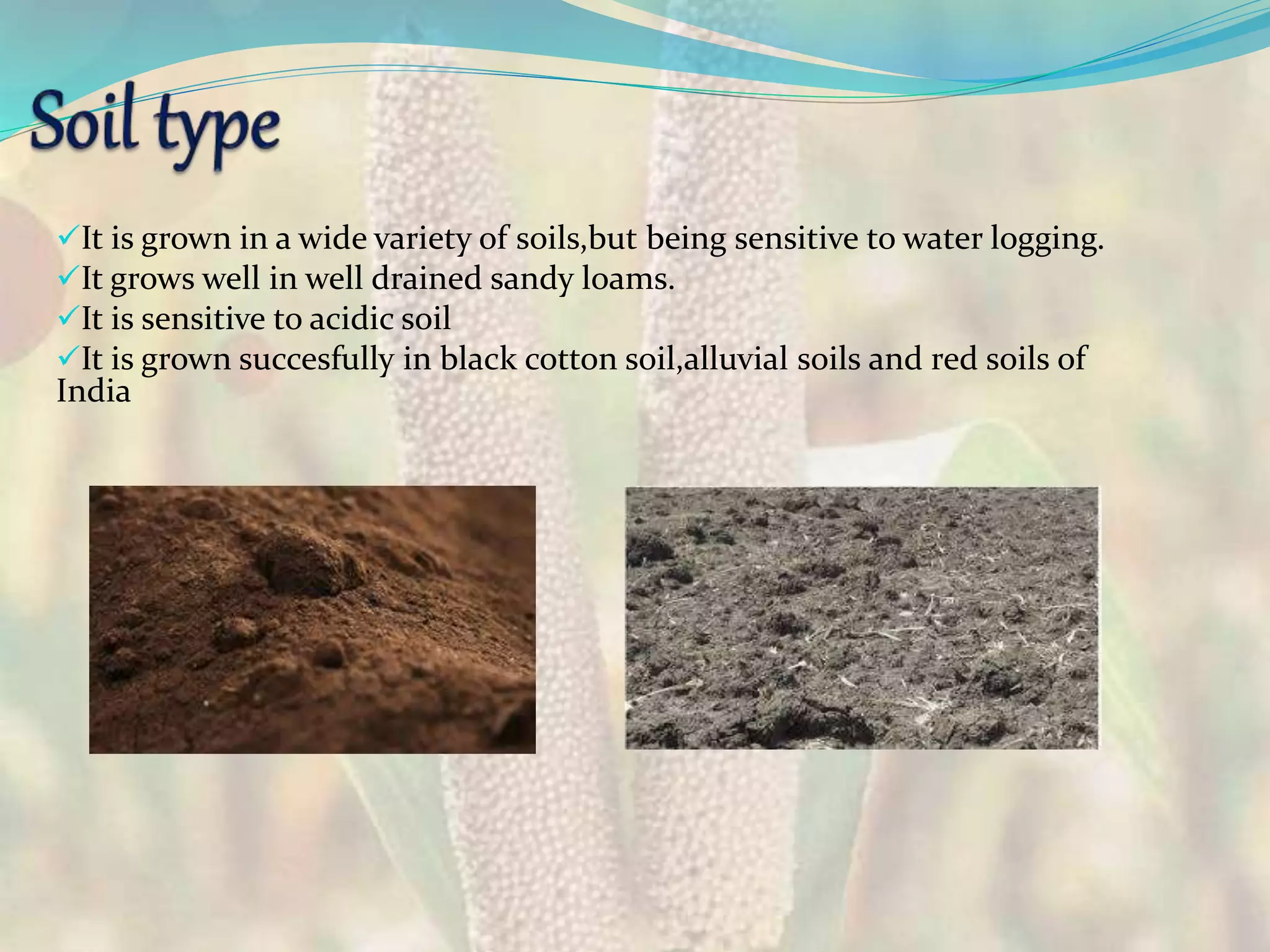 It is grown in a wide variety of soils,but being sensitive to water logging.
It grows well in well drained sandy loams.
It is sensitive to acidic soil
It is grown succesfully in black cotton soil,alluvial soils and red soils of
India
 