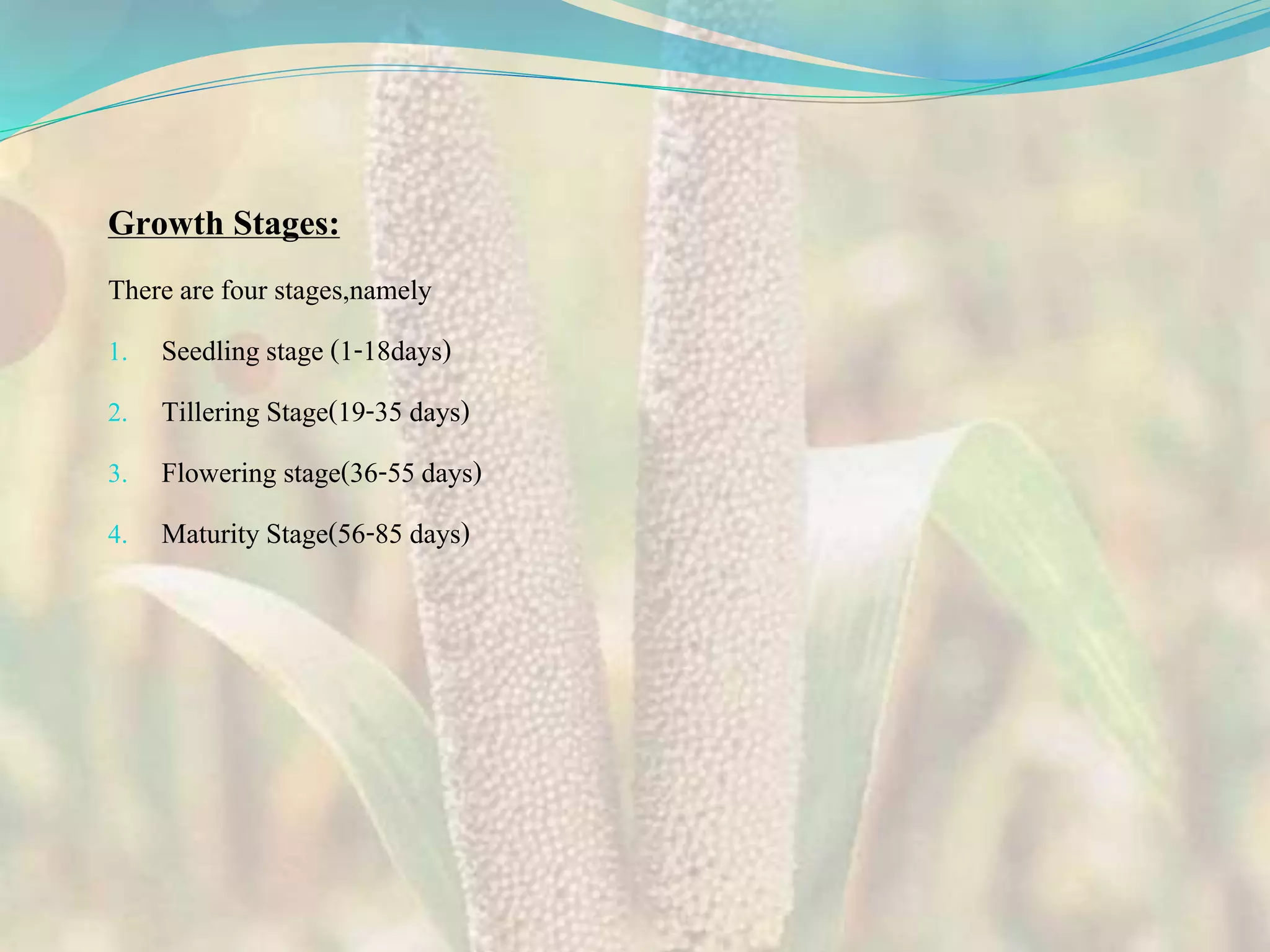 Growth Stages:
There are four stages,namely
1. Seedling stage (1-18days)
2. Tillering Stage(19-35 days)
3. Flowering stage(36-55days)
4. Maturity Stage(56-85 days)
 