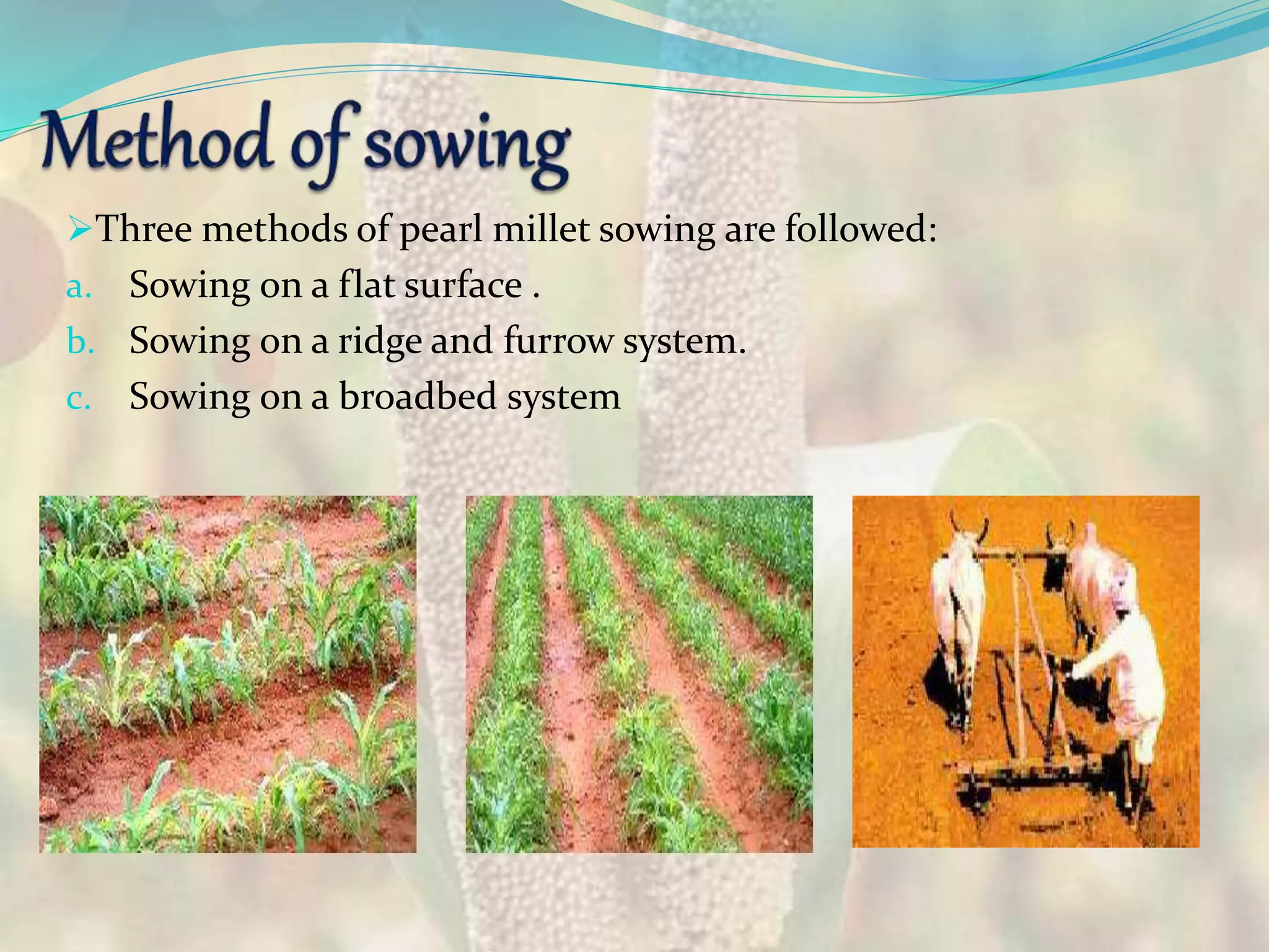 Three methods of pearl millet sowing are followed:
a. Sowing on a flat surface .
b. Sowing on a ridge and furrow system.
c. Sowing on a broadbed system
 