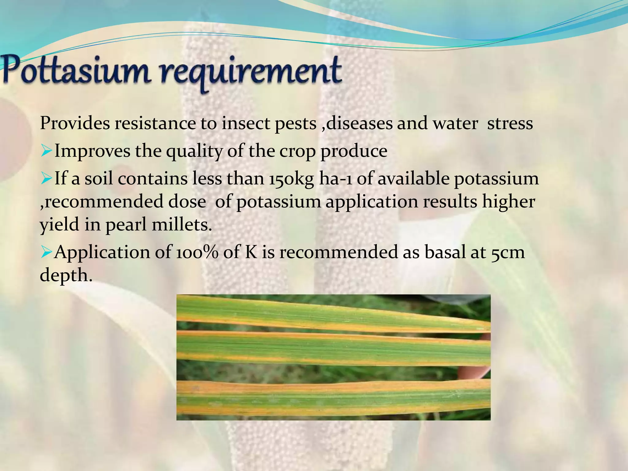 Provides resistance to insect pests ,diseases and water stress
Improves the quality of the crop produce
If a soil contains less than 150kg ha-1 of available potassium
,recommended dose of potassium application results higher
yield in pearl millets.
Application of 100% of K is recommended as basal at 5cm
depth.
 