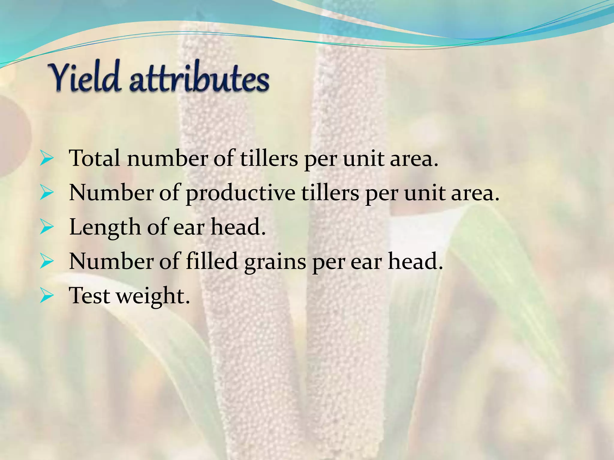  Total number of tillers per unit area.
 Number of productive tillers per unit area.
 Length of ear head.
 Number of filled grains per ear head.
 Test weight.
 