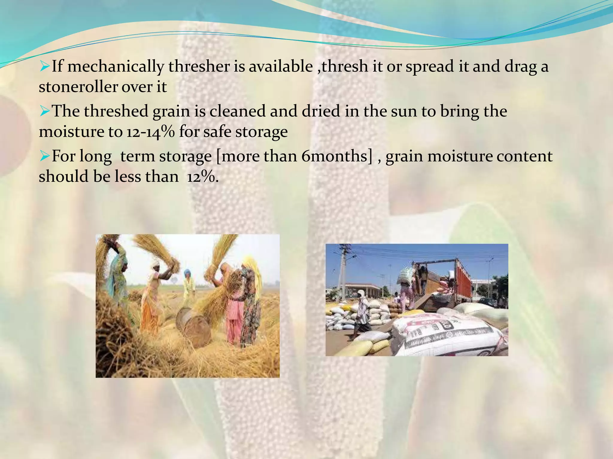 If mechanically thresher is available ,thresh it or spread it and drag a
stoneroller over it
The threshed grain is cleaned and dried in the sun to bring the
moisture to 12-14% for safe storage
For long term storage [more than 6months] , grain moisture content
should be less than 12%.
 