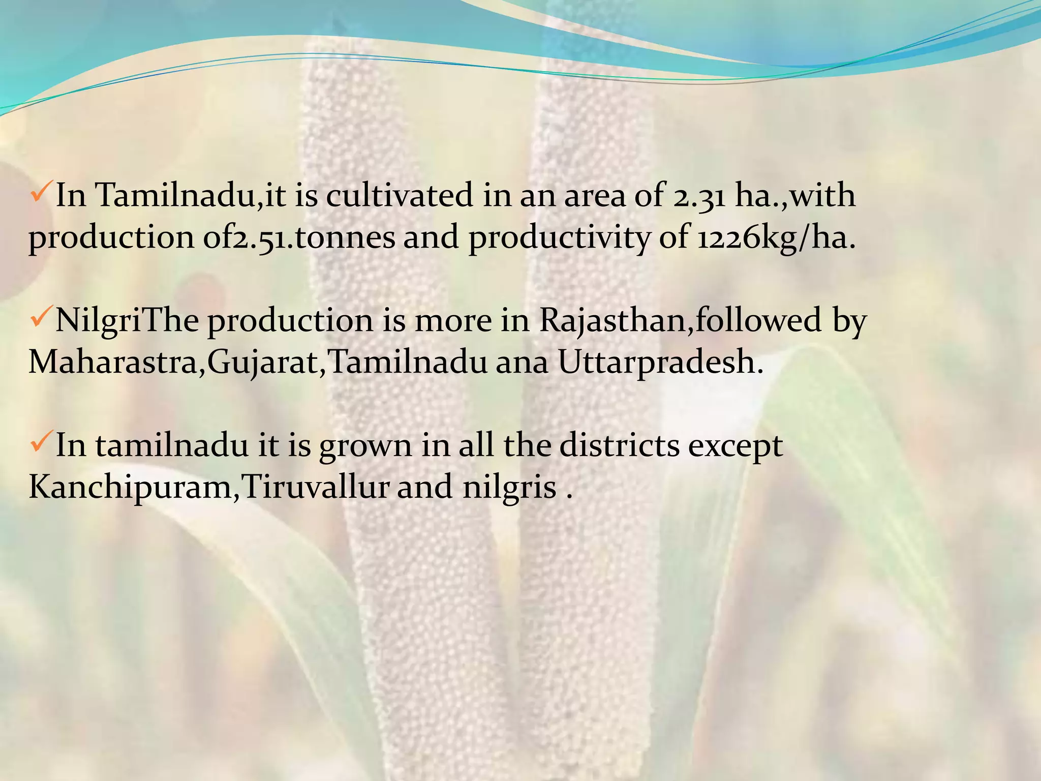 In Tamilnadu,it is cultivated in an area of 2.31 ha.,with
production of2.51.tonnes and productivity of 1226kg/ha.
NilgriThe production is more in Rajasthan,followed by
Maharastra,Gujarat,Tamilnadu ana Uttarpradesh.
In tamilnadu it is grown in all the districts except
Kanchipuram,Tiruvallur and nilgris .
 