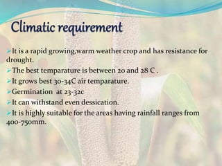It is a rapid growing,warm weather crop and has resistance for
drought.
The best temparature is between 20 and 28 C .
It grows best 30-34C air temparature.
Germination at 23-32c
It can withstand even dessication.
It is highly suitable for the areas having rainfall ranges from
400-750mm.
 