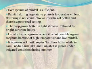 Even 150mm of rainfall is sufficient.
Rainfall during vegetataive phase is favourable while at
flowering is not conductive as it washes of pollen and
there is a poor seed setting.
The crop grows better in light showers followed by
bright sunshine hours .
Usually bajra is grown, where it is not possible o grow
sorghum because of high temparature and low rainfall.
It is grown as kharif crop in Northern India, while in
Tamil nadu,Karnataka and Punjab,it is grown under
irrigated condition during summer
 