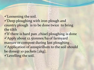 Loosening the soil.
Deep ploughing with iron plough and
country plough is to be done twice to bring
the tilth
If there is hard pan ,chisel ploughing is done
Apply about 12.5tonnes/ha of farmyard
manure or compost during last ploughing .
Application of azospirillum to the soil should
be done@ 10 packets [2kg].
Levelling the soil.
 