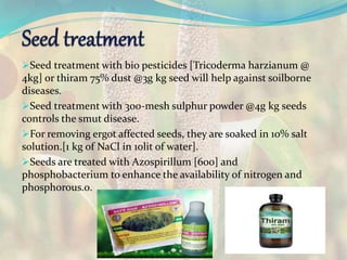 Seed treatment with bio pesticides [Tricoderma harzianum @
4kg] or thiram 75% dust @3g kg seed will help against soilborne
diseases.
Seed treatment with 300-mesh sulphur powder @4g kg seeds
controls the smut disease.
For removing ergot affected seeds, they are soaked in 10% salt
solution.[1 kg of NaCl in 10lit of water].
Seeds are treated with Azospirillum [600] and
phosphobacterium to enhance the availability of nitrogen and
phosphorous.0.
 